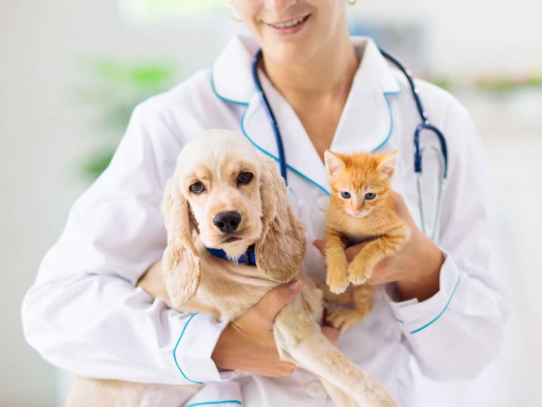 Pet Insurance: The Importance of Insurance For Your Beloved Pet